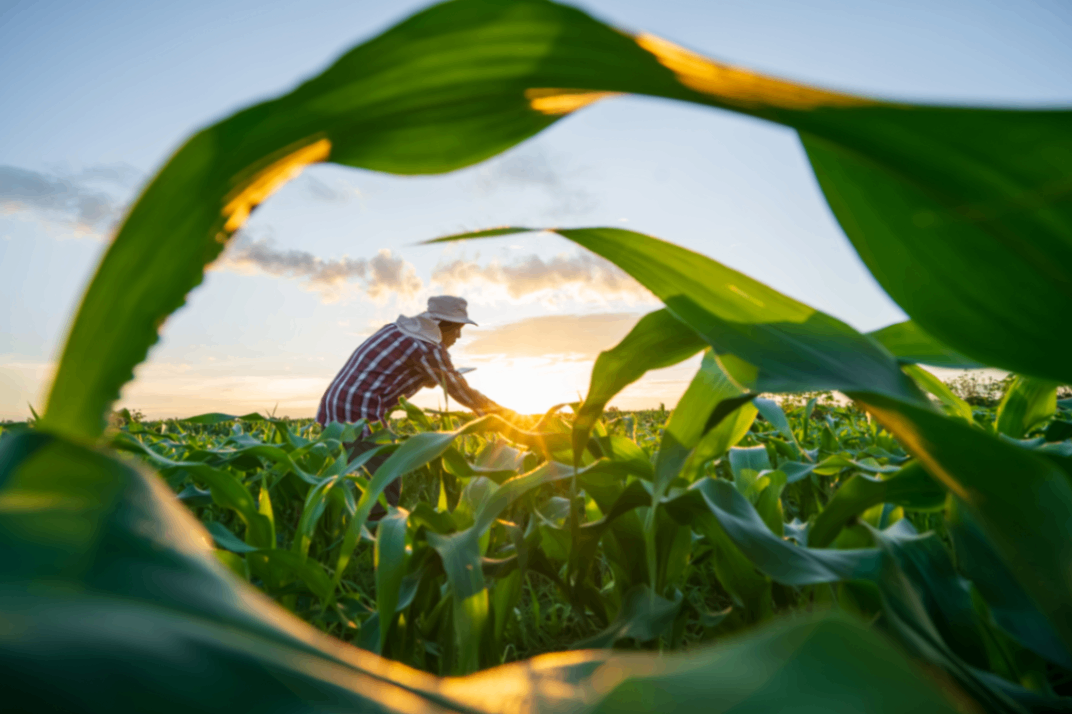 Agricultural producer prices continue double-digit decline ilustrační foto